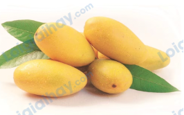 Đề thi học kì 1 Tiếng Anh 4 Family and Friends - Đề số 2 1 13