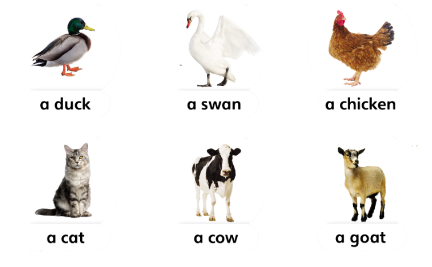 Tiếng Anh lớp 4 Unit 5 lesson 1 trang 80 Explore Our World 0 1